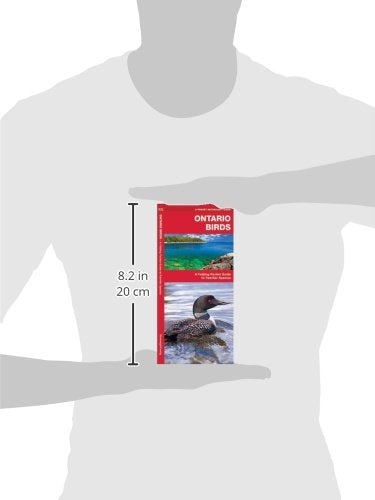 Ontario Birds: A Folding Pocket Guide to Familiar Species (Wildlife and Nature Identification)