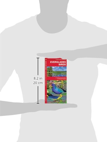 Everglades Birds: A Folding Pocket Guide to Familiar Species (Wildlife and Nature Identification)