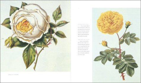 The Rose: An Illustrated History — back cover