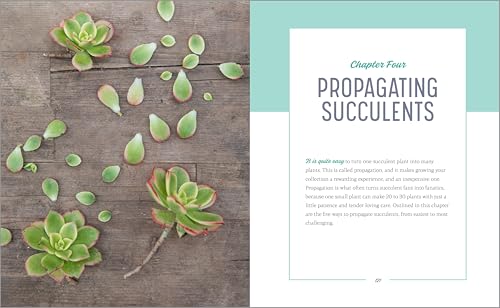 Essential Succulents: The Beginner's Guide