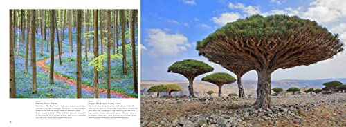 Forests: From the Amazon Rainforest to the Siberian Taiga (Amazing Places Landscape) — back cover