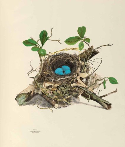 America's Other Audubon