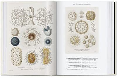 The Art and Science of Ernst Haeckel: 45th Ed. (45th Edition)