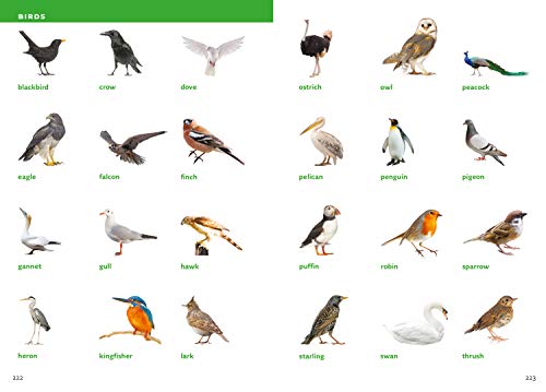English Visual Dictionary