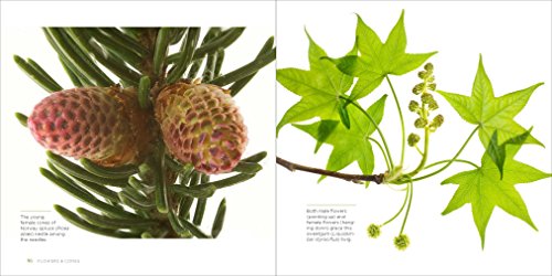 Trees Up Close: The Beauty of Their Bark, Leaves, Flowers, and Seeds (Seeing Series)