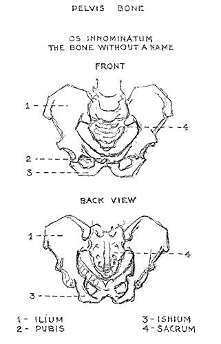 The Human Machine (Dover Anatomy for Artists)