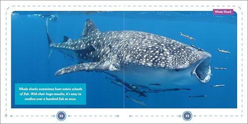 My First Book of Sharks: All About the Largest Fish in the Sea for Kids