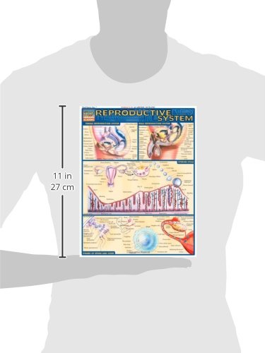Reproductive System (Quick Study Academic)