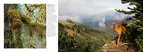 Forests: From the Amazon Rainforest to the Siberian Taiga (Amazing Places Landscape)
