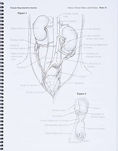 Dog Anatomy: A Coloring Atlas by Robert Kainer