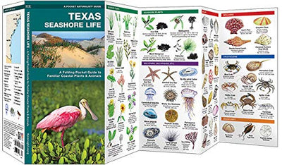 Texas Seashore Life: A Folding Pocket Guide to Familiar Coastal Plants & Animals (A Pocket Naturalist Guide)