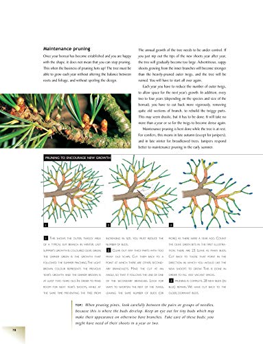 The Bonsai Handbook (IMM Lifestyle Books) The Science and Art of Bonsai from Anatomy to Aesthetics, and How to Grow Your Own, including Pinching, Pruning, Wiring, Holiday Care, and a Photo Gallery