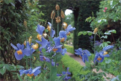 Gardening for Pleasure: A Practical Guide to the Essential Skills