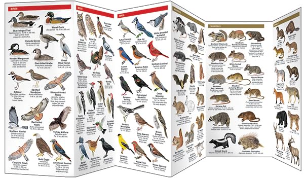 Pennsylvania Wildlife: A Folding Pocket Guide to Familiar Animals (Wildlife and Nature Identification)