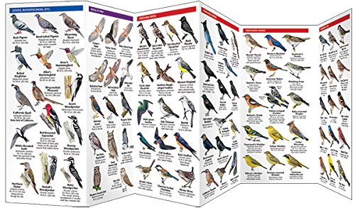 San Francisco Birds: A Folding Pocket Guide to Familiar Bay Area Species (Wildlife and Nature Identification)