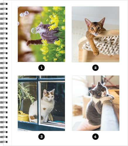 Brain Games - Sticker by Number: All You Need is Cats (27 Images to Sticker)