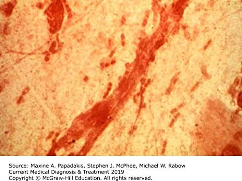 CURRENT Medical Diagnosis and Treatment 2019 by Papadakis, M
