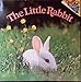 The Little Rabbit