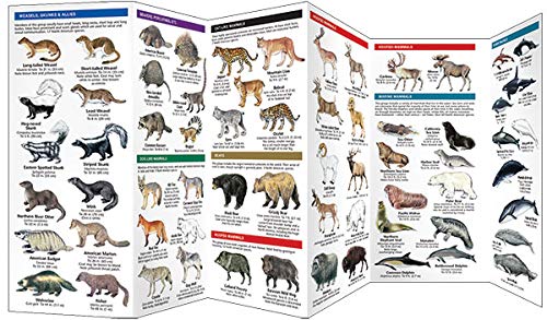 Mammals: A Folding Pocket Guide to Familiar North American Animals (Wildlife and Nature Identification)