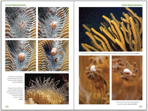Reef Coral Identification: Florida, Caribbean, Bahamas 3rd Edition (Reef Set (New World))
