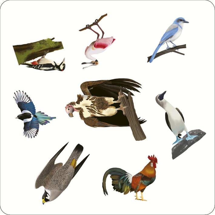 Bird Spotter: Race to be first to find the matching birds - A spotting game for all the family