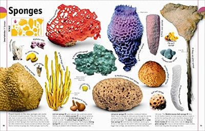 The Animal Book: A Visual Encyclopedia of Life on Earth (DK