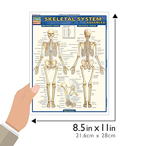 Skeletal System: Advanced (Quick Study Academic)