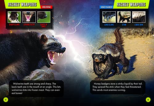 Wolverine vs. Honey Badger (Animal Battles)