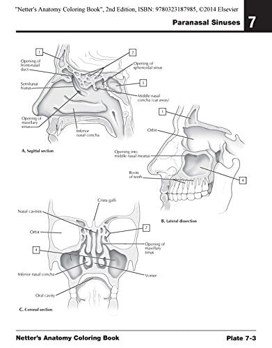 Netter's Anatomy Coloring Book: with Student Consult Access (Netter Basic Science)