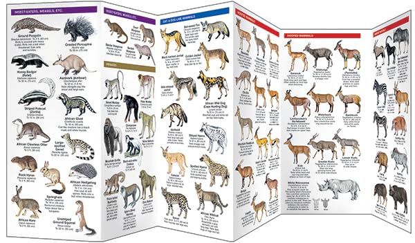 East Africa Wildlife: A Folding Pocket Guide to Familiar Species in Kenya, Tanzania & Uganda (Nature Observation International)