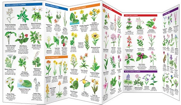 Connecticut Trees & Wildflowers: A Folding Pocket Guide to Familiar Plants (Wildlife and Nature Identification)