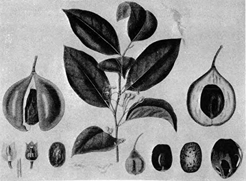 A Modern Herbal (Volume 2, I-Z and Indexes) by Grieve, Marga