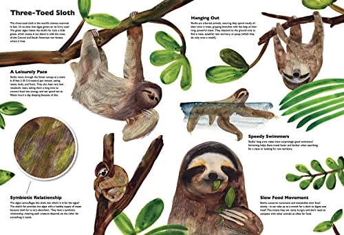 Masters of Disguise: Camouflaging Creatures & Magnificent Mimics — back cover