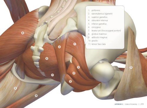 Scientific Keys Vol. II: The Key Poses of Hatha Yoga