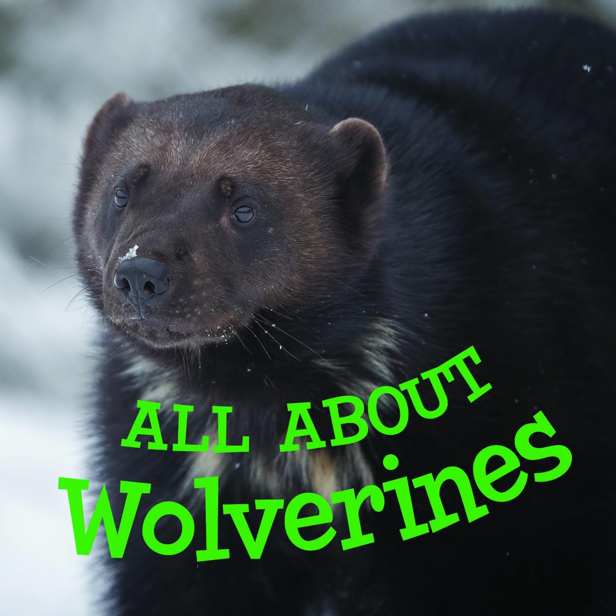 All about Wolverines: English Edition (Nunavummi Reading Series)