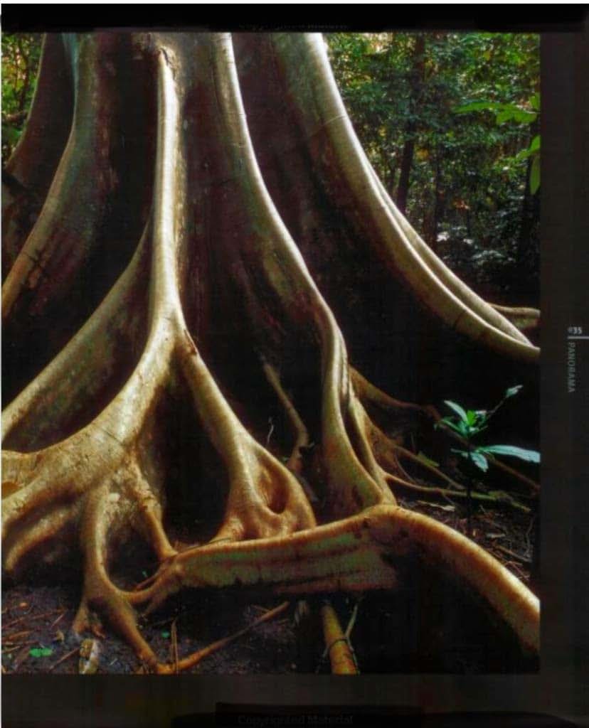 Rainforest