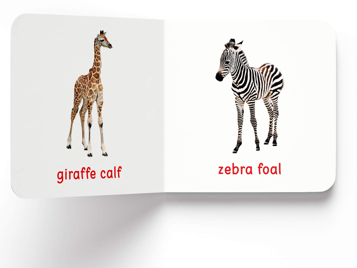 My First Book of Baby Animals: First Board Book