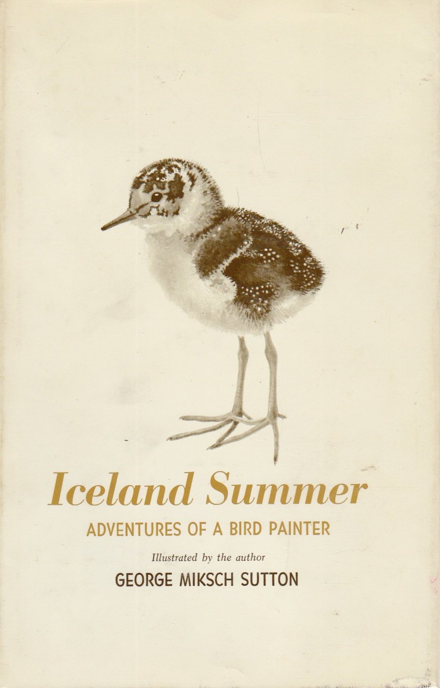 Iceland summer: Adventures of a bird painter