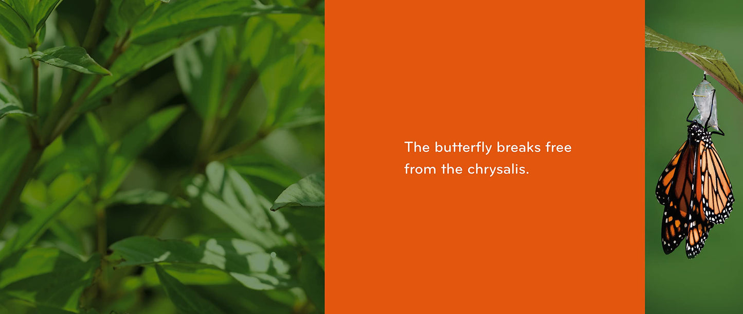 Caterpillar to Butterfly (Science for Toddlers)