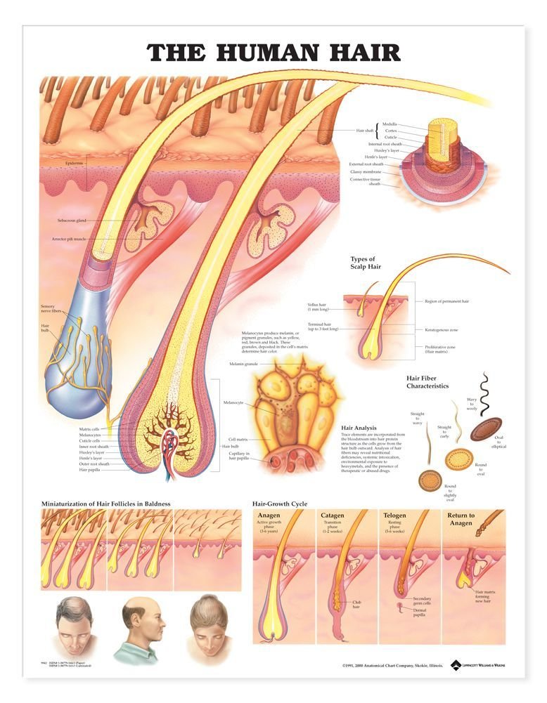 ACC The Human Hair Anatomical Chart