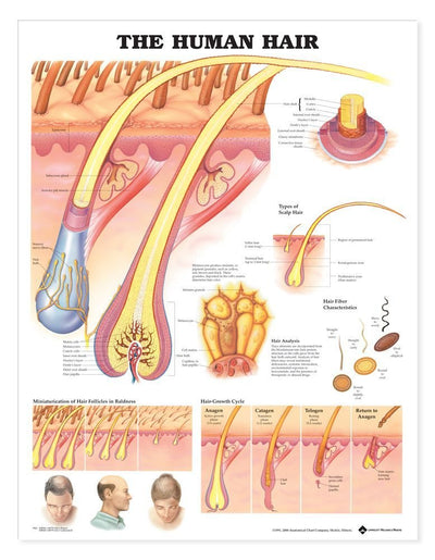 The Human Hair Anatomical Chart