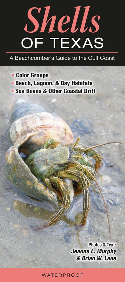 Shells of Texas: A Beachcombers Guide to the Gulf Coast