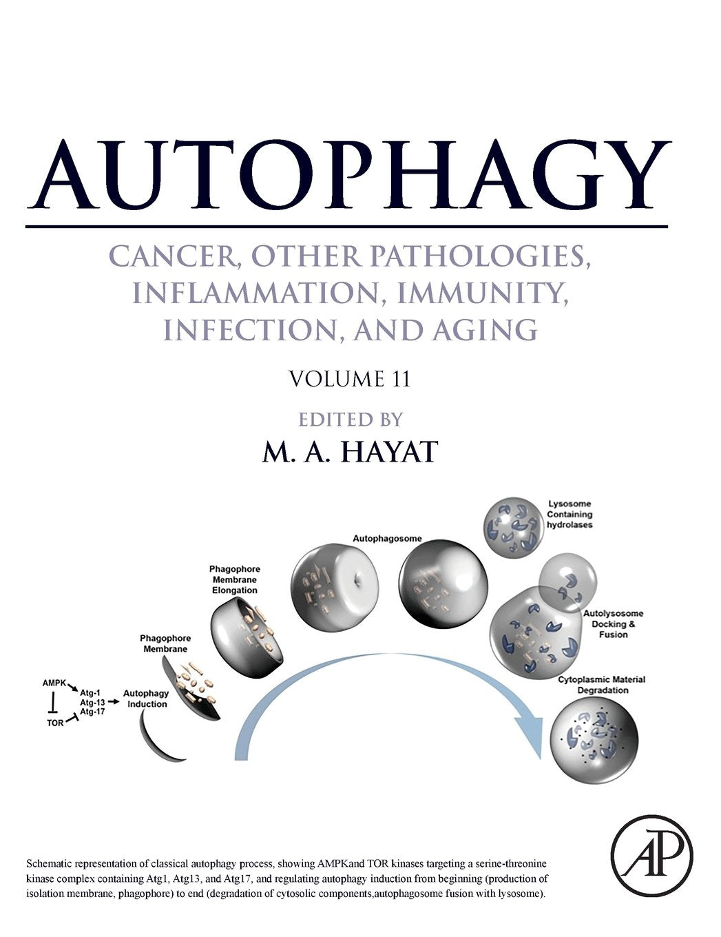 Autophagy: Cancer, Other Pathologies, Inflammation, Immunity, Infection, and Aging