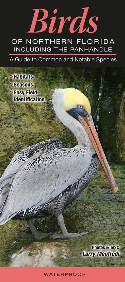 Birds of Northern Florida including the Panhandle: A Guide to Common & Notable Species