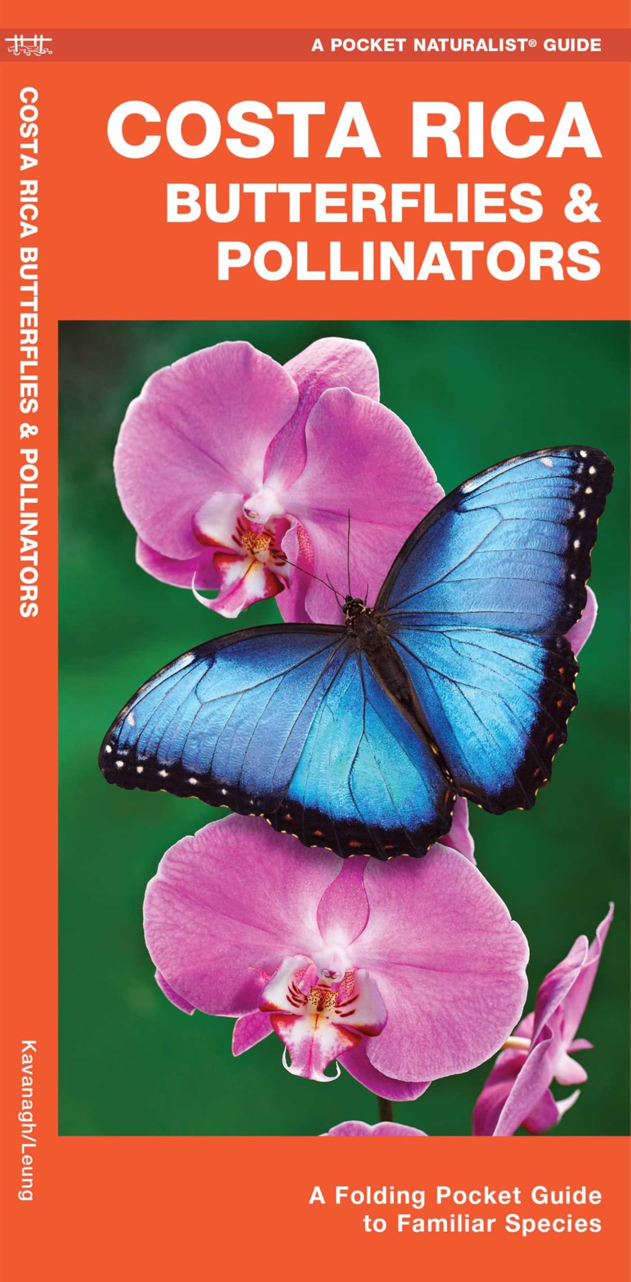 Costa Rica Butterflies & Pollinators: A Folding Pocket Guide to Familiar Species (Nature Observation International)