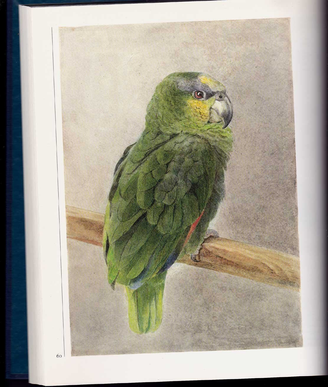 Beatrix Potter's Art: A Selection of Paintings and Drawings