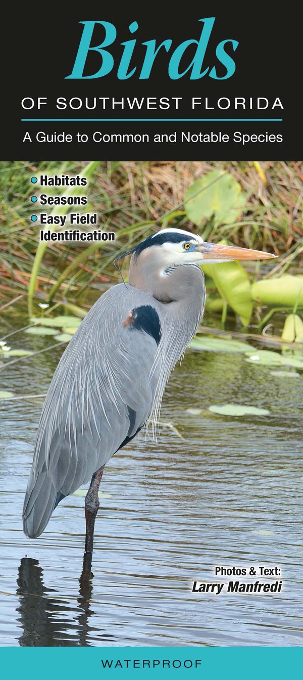 Birds of Southwest Florida: A Guide to Common & Notable Species