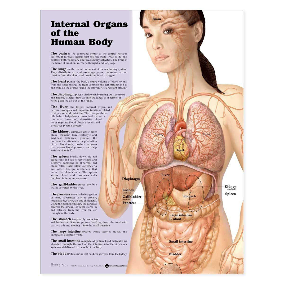 Internal Organs Of The Human Body Chart: (Laminated)