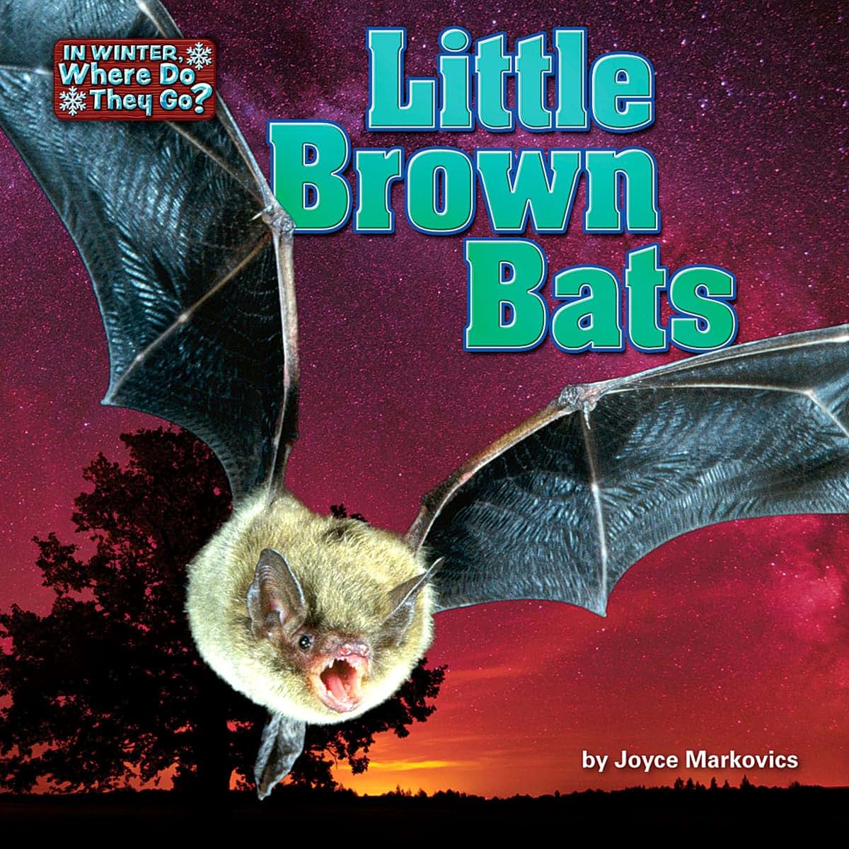 Little Brown Bats (In Winter, Where Do They Go?)