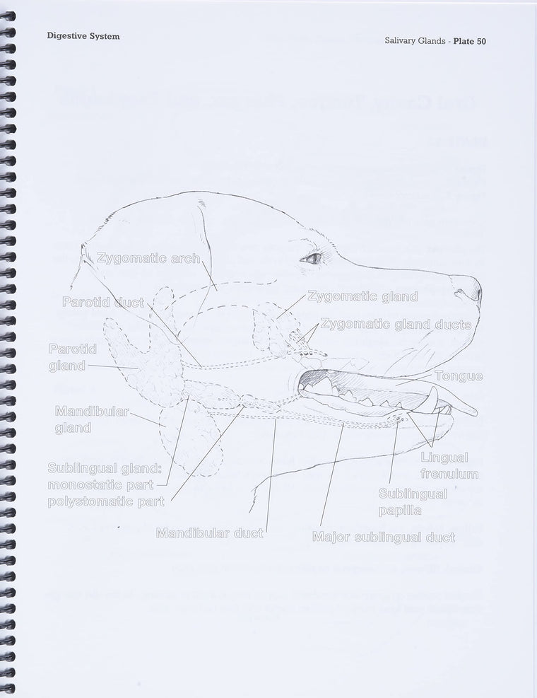 Dog Anatomy — back cover
